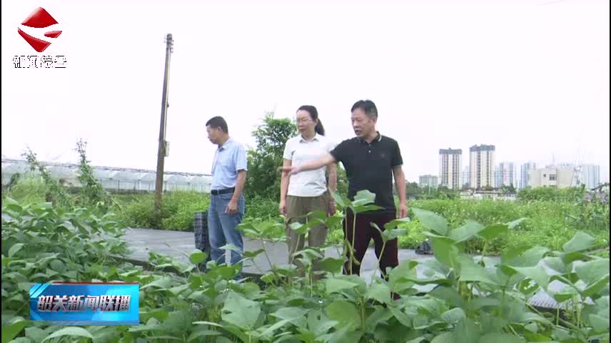 南雄連續(xù)15年開展大豆品種區(qū)域試驗 助力糧食安全
